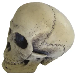 9.5" Foam Skull Decoration