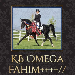 Breyer Traditional 1:9 Scale Model Horse Kb Omega Fahim