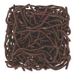 Bulk 144 Pc. Realistic Earthworms