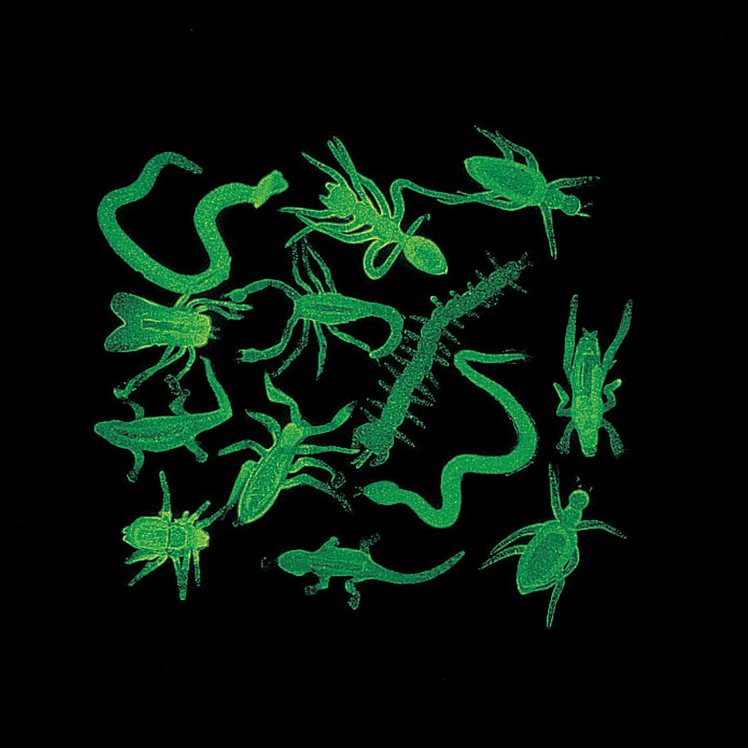 Bulk 144-Pc. Glow-In-The-Dark Nature Assortment