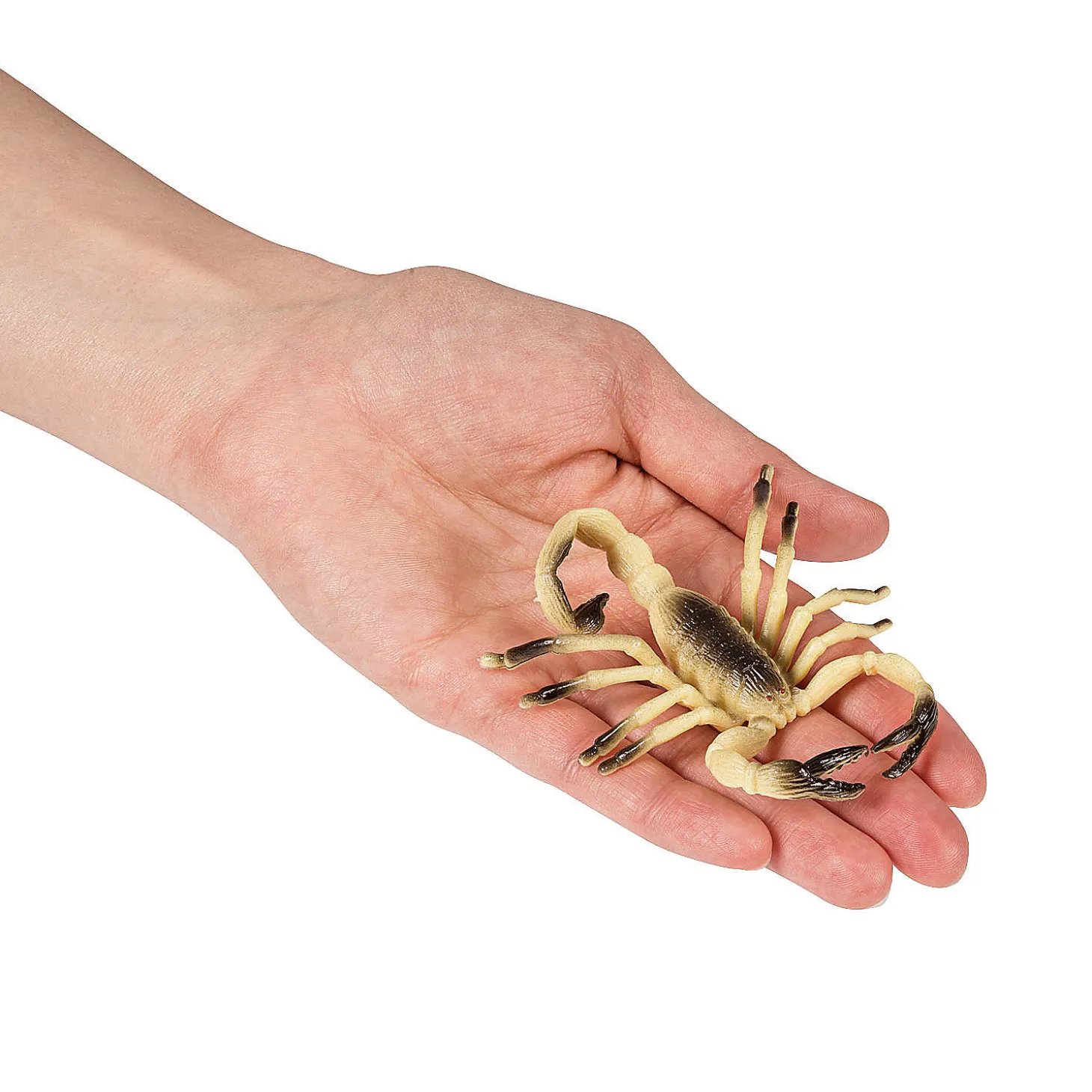 Just Buggy Bugs & Spiders