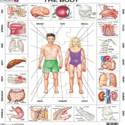 Larsen The Body 35 Piece Children's Educational Jigsaw Puzzle