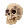 Realistic Rotting Skull Halloween Decoration