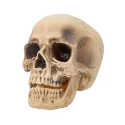Realistic Rotting Skull Halloween Decoration