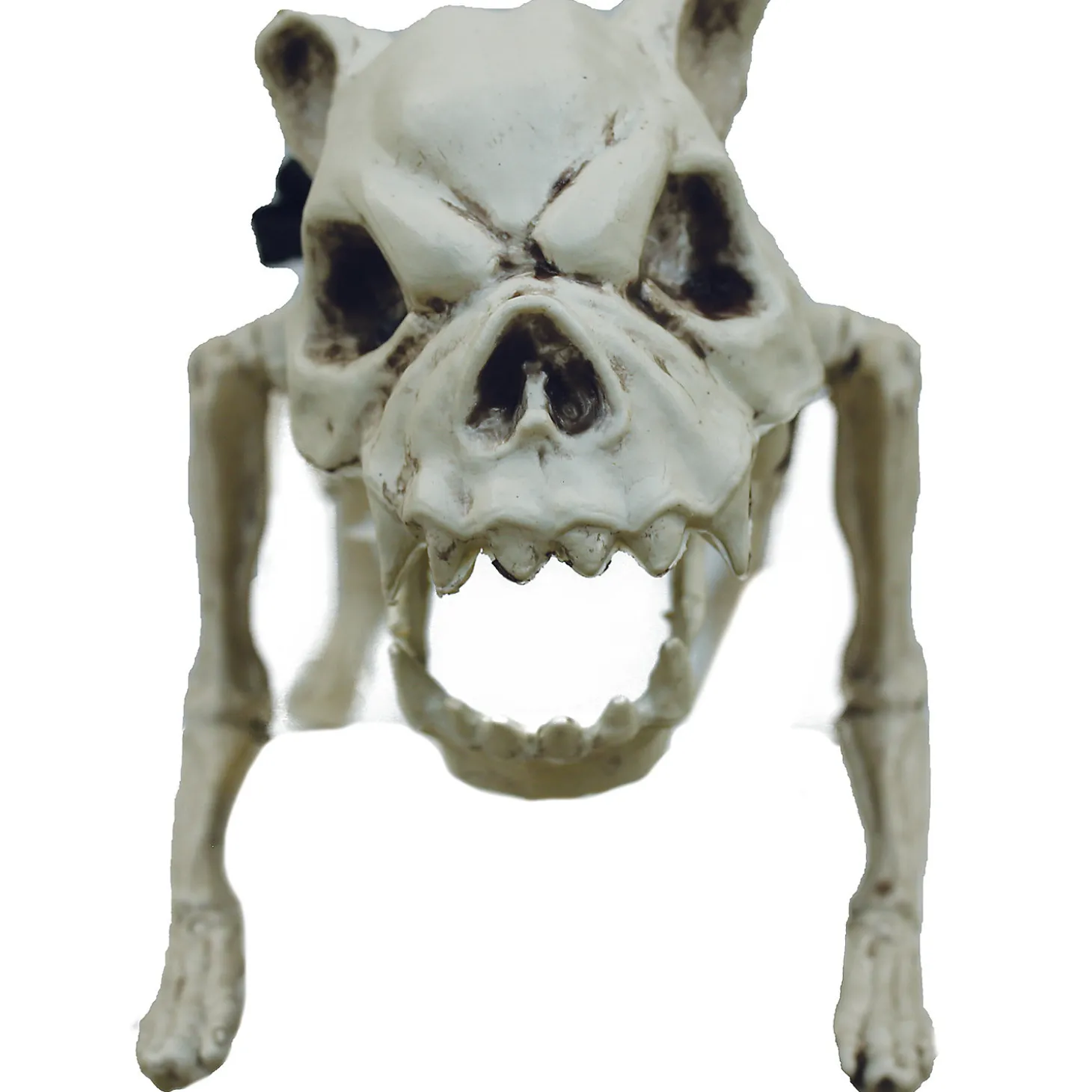 Skeleton Dog