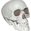 Skull With Moveable Jaw Halloween Decoration