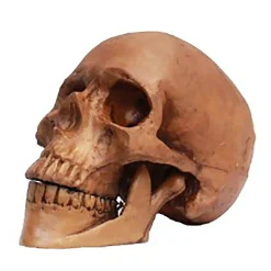 Small Skull Resin Cranium Halloween Decoration