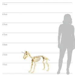 Unicorn Skeleton Halloween Decoration